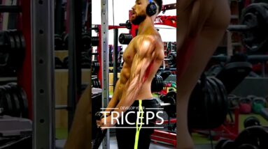 Best Exercise to get Bigger Triceps At-Home