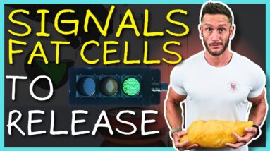 The Literal Best Exercise to Lose Belly Fat (15% Increase in Metabolic Rate)